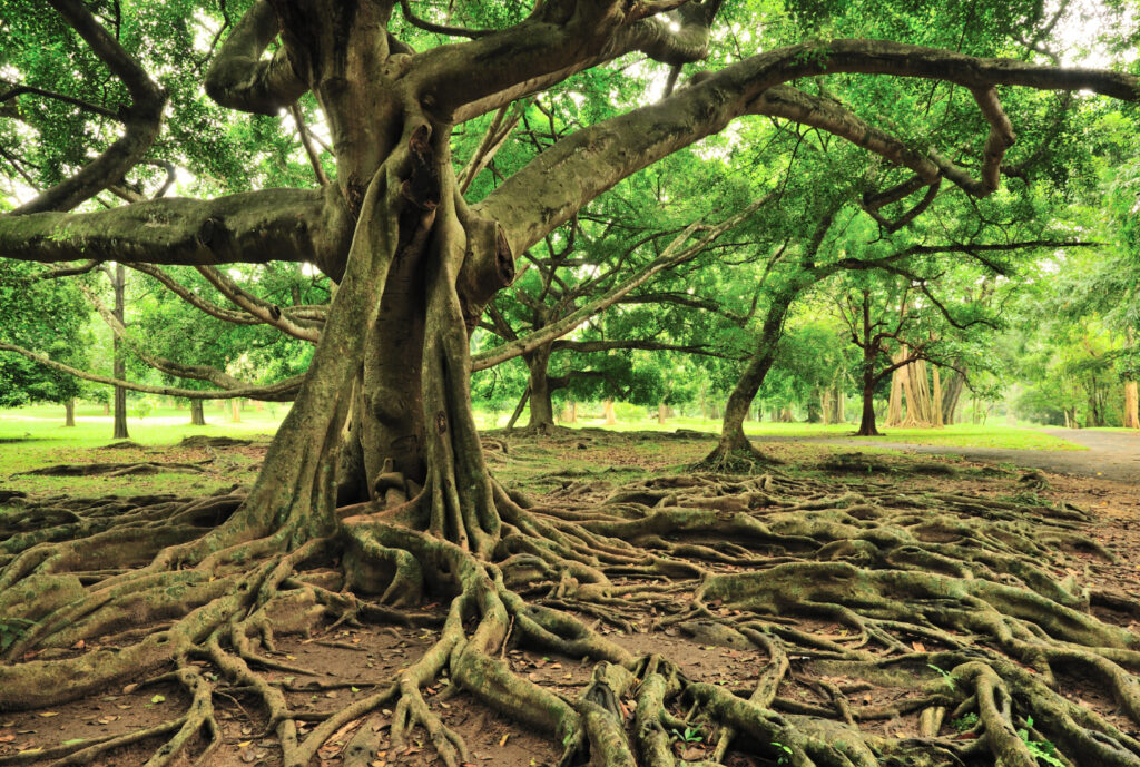 large tree roots