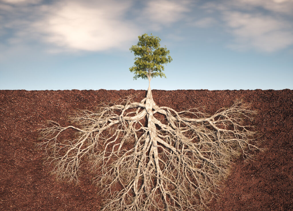 tree roots